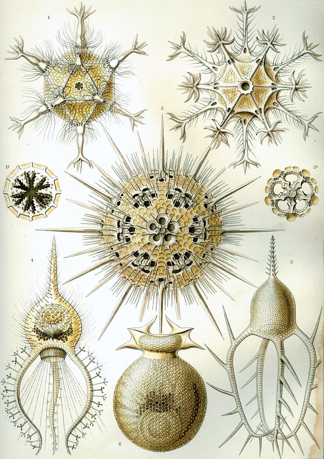 haeckel_phaeodaria_1